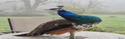 Peafowl poultry for sale: Peacocks  for sale in Hartfield - Advert 1