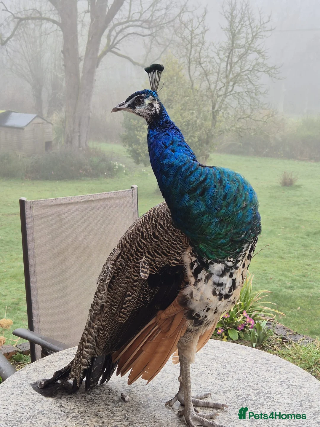 Peafowl poultry for sale: Peacocks  for sale in Hartfield - Advert 1