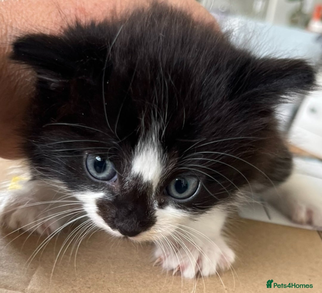 Mixed Breed cats for sale: 6 Beautiful playful kittens - Image 3