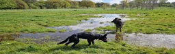 German Shepherd dogs for sale: Jet German Shepherd - Advert 4