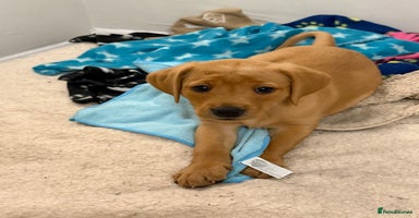 Labrador Retriever dogs - Advert 16
