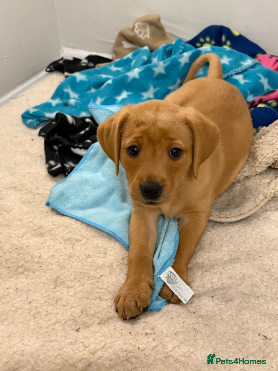 Labrador Retriever dogs for sale: fox red Labrador - Image 3
