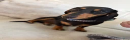 Miniature Dachshund dogs for sale: Miniature Dachshund  - Advert 1