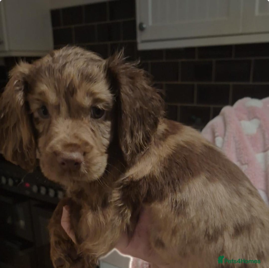 Cocker Spaniel dogs for sale: Cocker spaniel puppies  - Advert 13