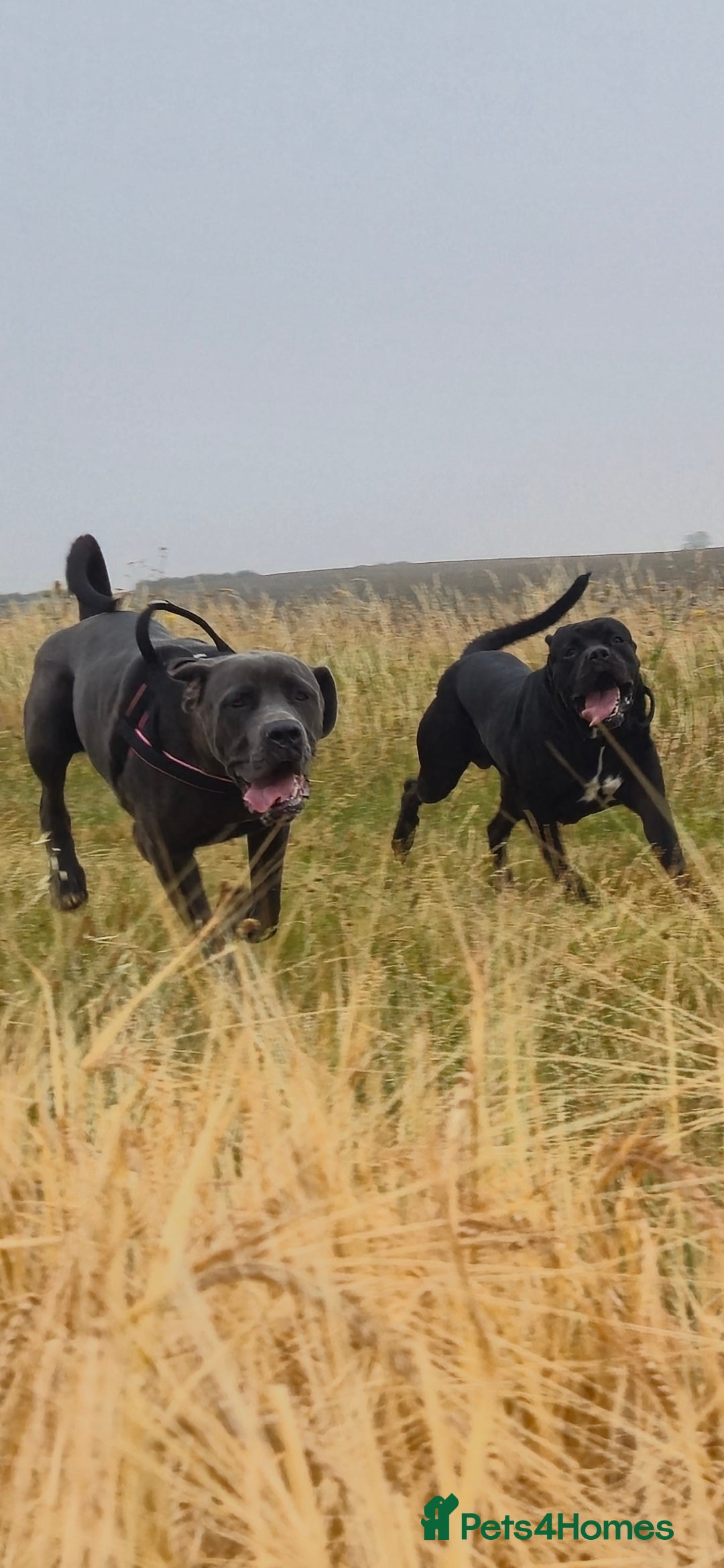 Cane Corso dogs for sale: Ready for new homes, cane corsos.  - Advert 1