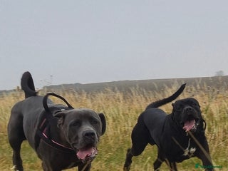 Cane Corso dogs Ready for new homes, cane corsos. - Advert 3