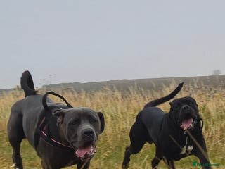 Cane Corso dogs Ready for new homes, cane corsos. - Advert 5