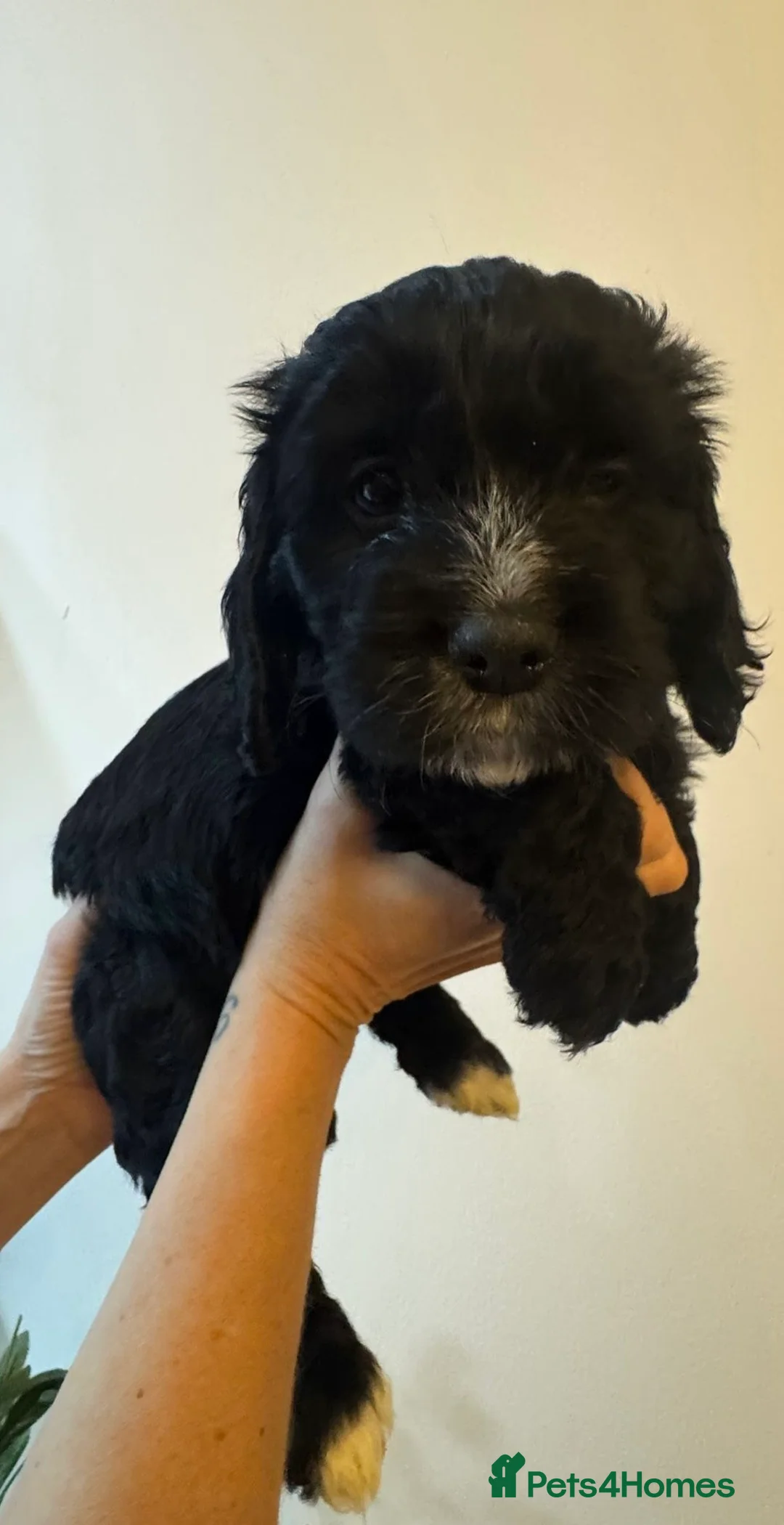 Cockapoo dogs for sale: Cockapoo puppies for sale  - Advert 4