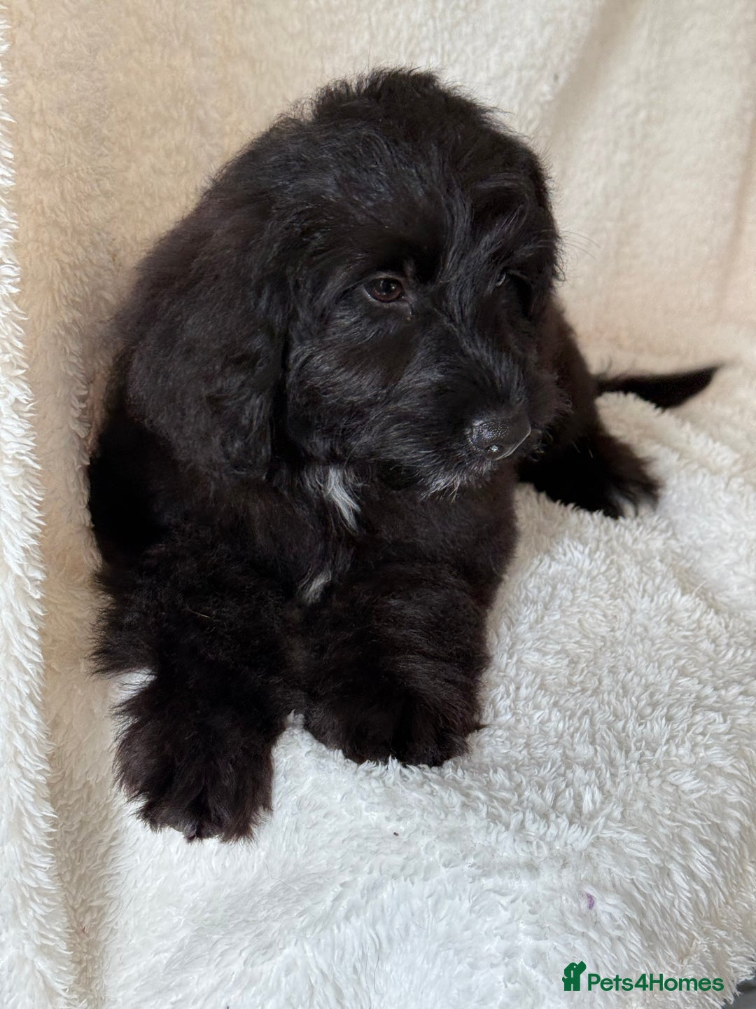 Aussiedoodle dogs for sale: Miniature Aussie Doodles FULLY VACCINATED  - Image 2