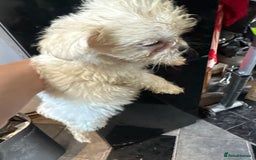 Mixed Breed dogs for sale: 6 fluffy frenchie cross puppies - Image 1
