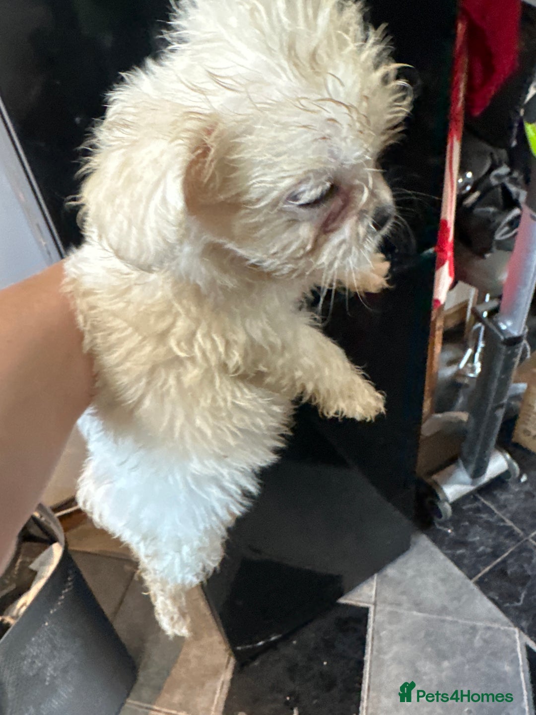 Mixed Breed dogs for sale: 6 fluffy frenchie cross puppies - Image 1
