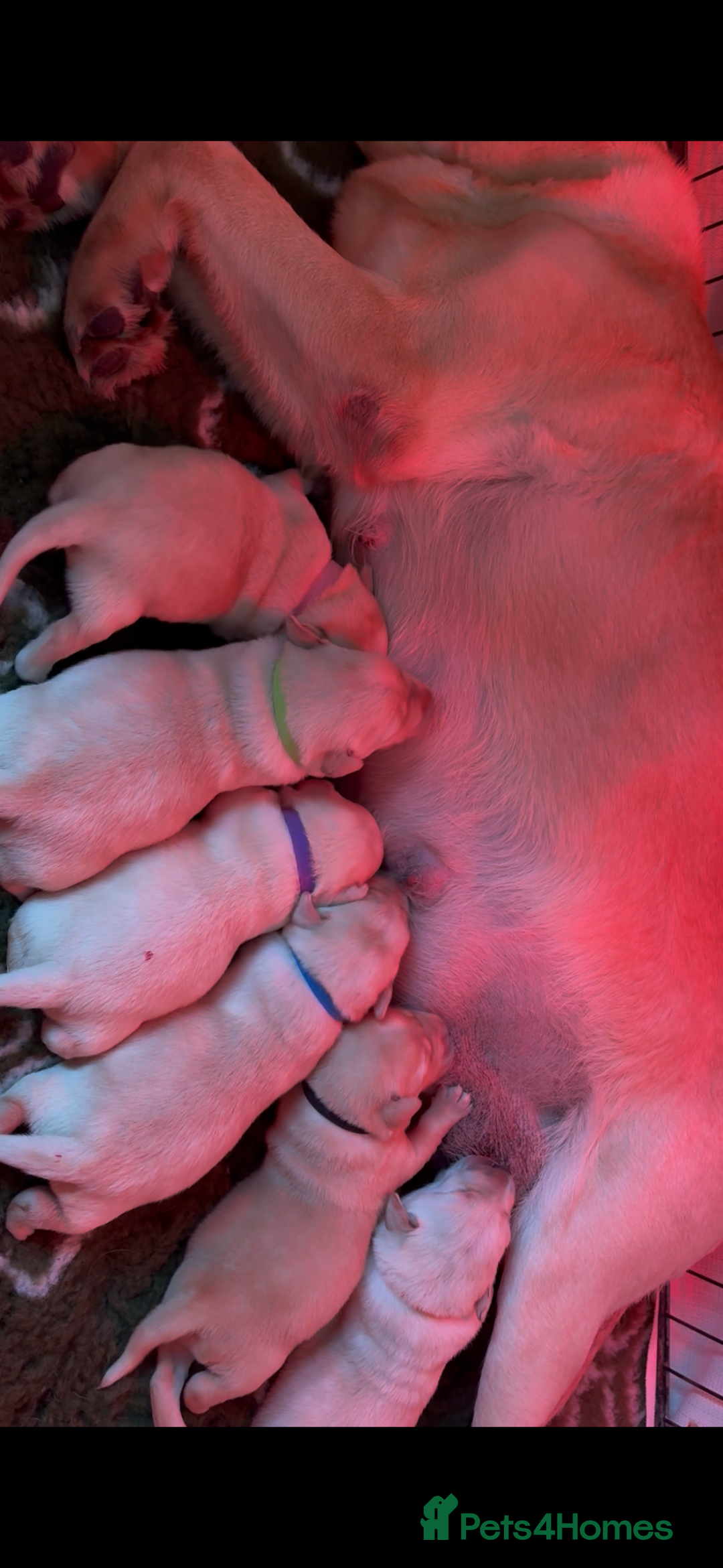 Labrador Retriever dogs for sale: Stunning litter of Labrador puppies - Advert 7