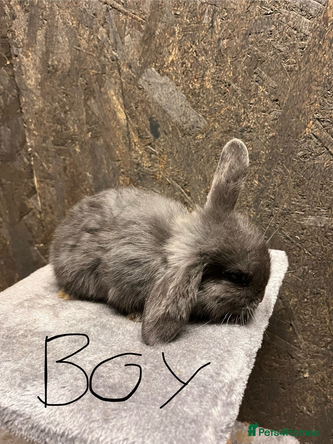 Mini Lop rabbits for sale: Mini lop  - Advert 6