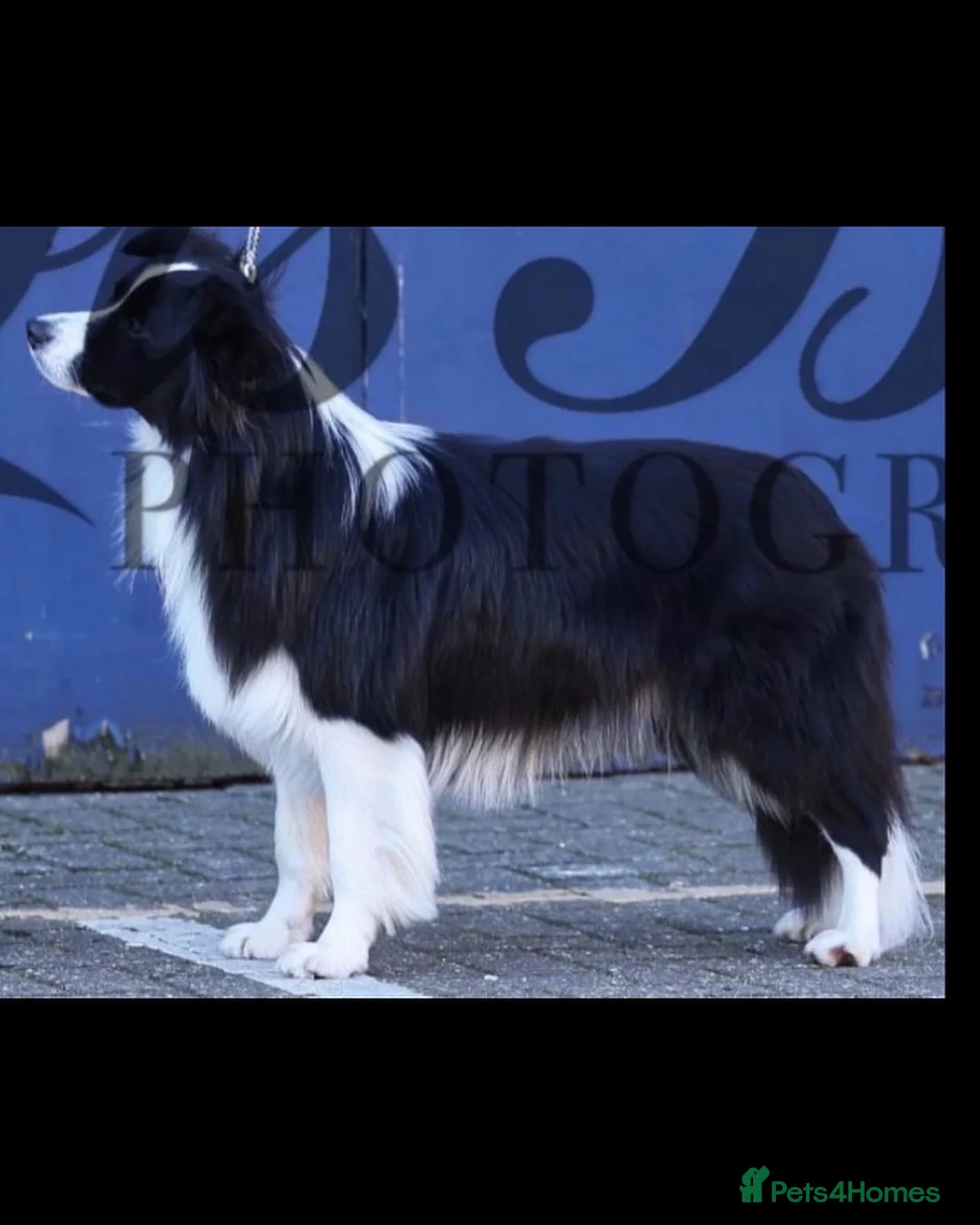 Border Collie dogs for stud:  Kc registered very successful show, agility dog - Advert 2