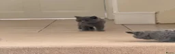 British Shorthair cats for sale: British shorthair  in Rotherham - Advert 9