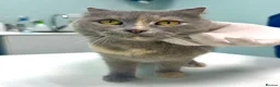 Arabian Mau cats for adoption: Bella  - Advert 1
