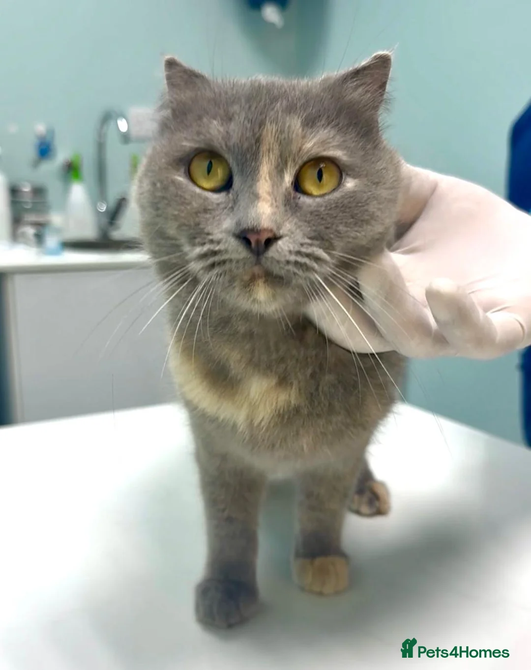 Arabian Mau cats for adoption: Bella  - Advert 1