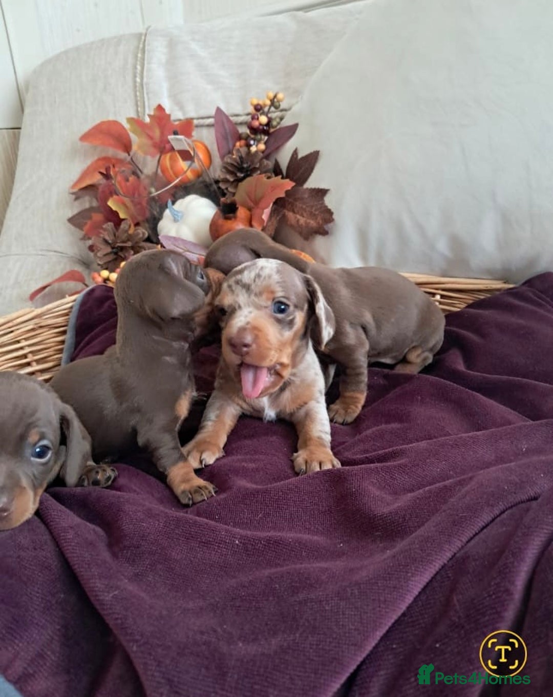 Dachshund dogs for sale: Outstanding miniature dachshund puppies  - Image 11