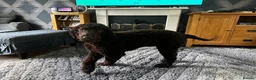 Irish Water Spaniel dogs for sale: Just 1 female Irish Water Spaniel  - Advert 9