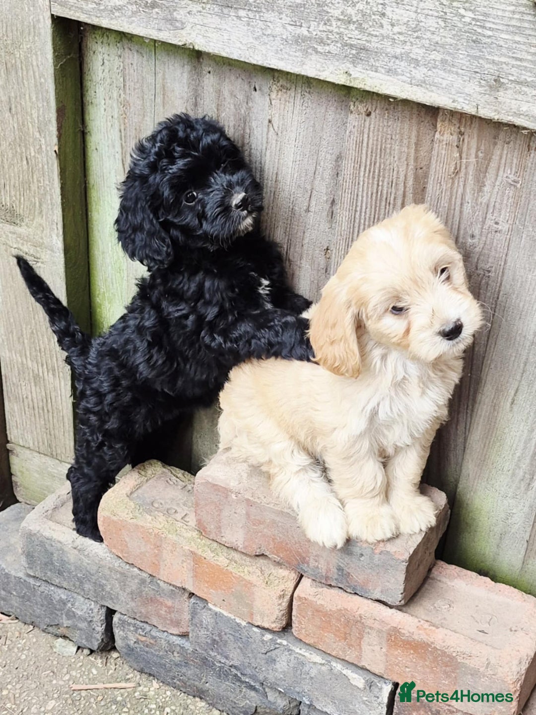 Cockapoo dogs for sale: F1 cockapoos  - Image 2
