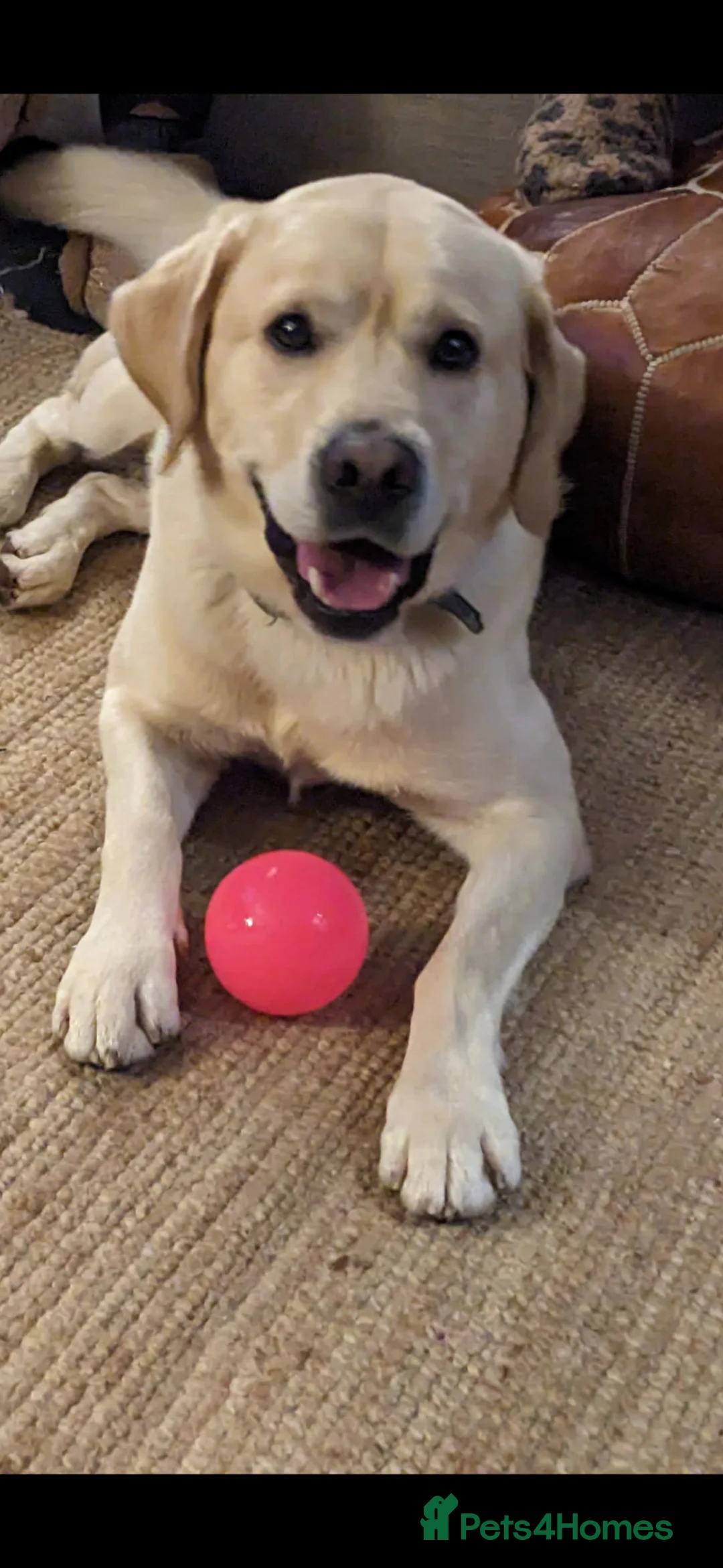 Mixed Breed dogs for sale: 5 year old male lab looking for a new home - Advert 6