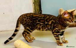 Bengal cats for sale: Brown rosetted male bengal kitten - Image 6