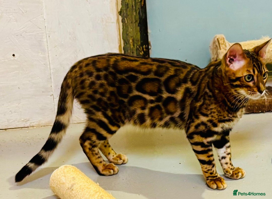 Bengal cats for sale: Brown rosetted male bengal kitten - Image 6