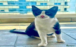 Arabian Mau cats for adoption: Kevin & Minnie  - Image 7