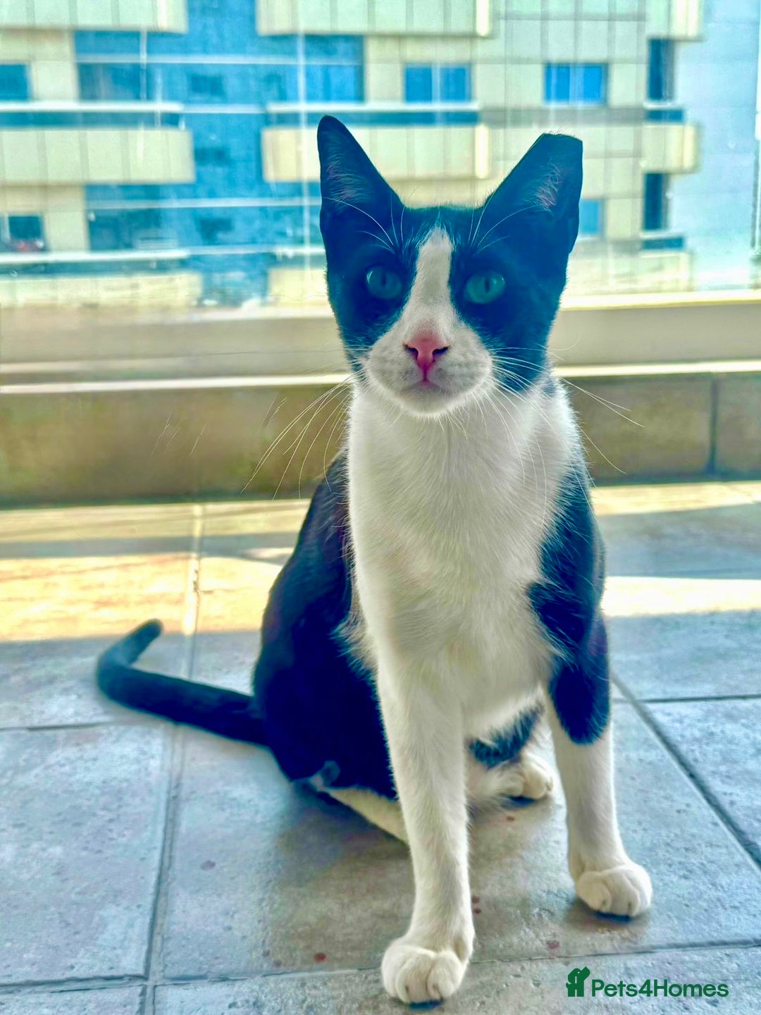 Arabian Mau cats for adoption: Kevin & Minnie  - Image 7