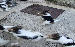 Fox Terrier dogs for sale: KC Reg Wire Fox Terrier Puppies READY NOW - Image 18