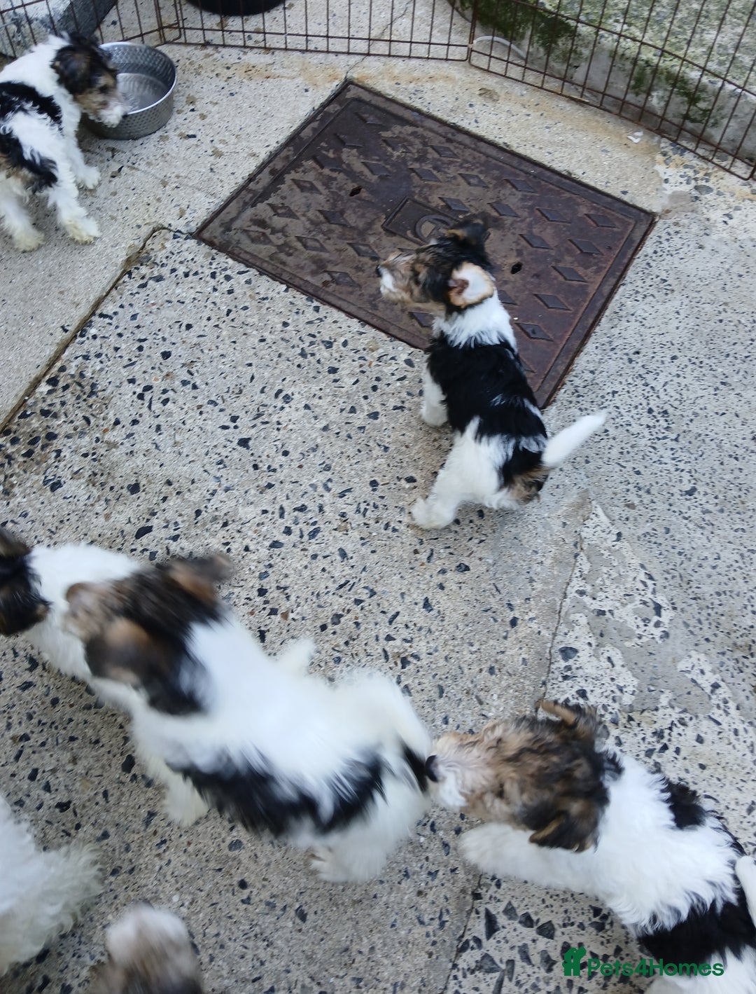 Fox Terrier dogs for sale: KC Reg Wire Fox Terrier Puppies READY NOW - Image 18