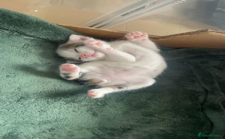 Mixed Breed cats - Advert 11