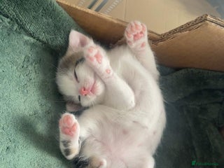 Mixed Breed cats - Advert 1