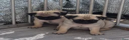 Pug dogs for sale: Pure bred pug puppies - Advert 3