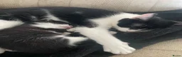Domestic Shorthair cats for sale: Adorable kitten looking for his forever home  - Advert 7