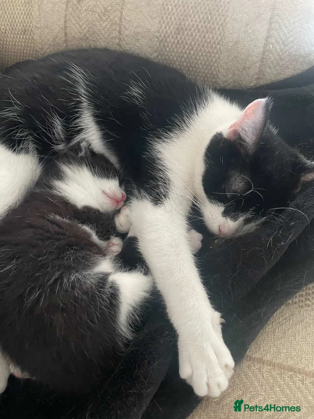 Domestic Shorthair cats for sale: Adorable kitten looking for his forever home  - Advert 7