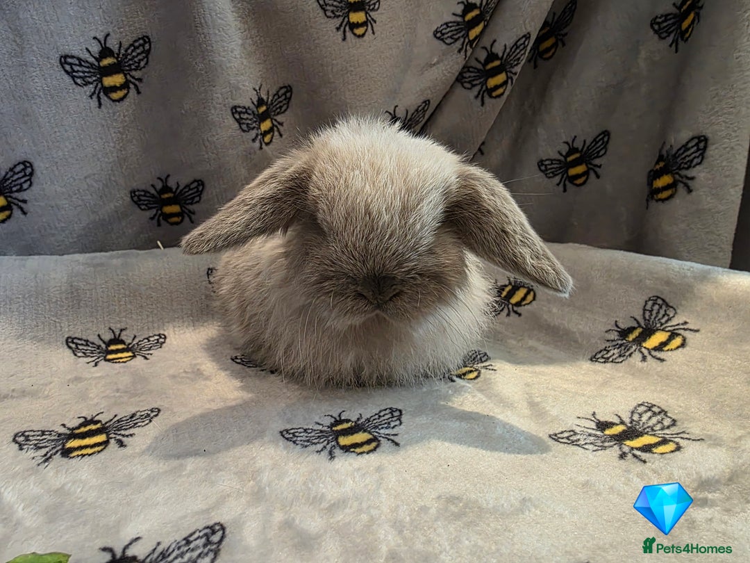 Mini Lop rabbits for sale: Beautiful pedigree Mini Lops  - Advert 6