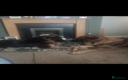 German Shepherd dogs for sale: Nyla german shepherd  - Image 3