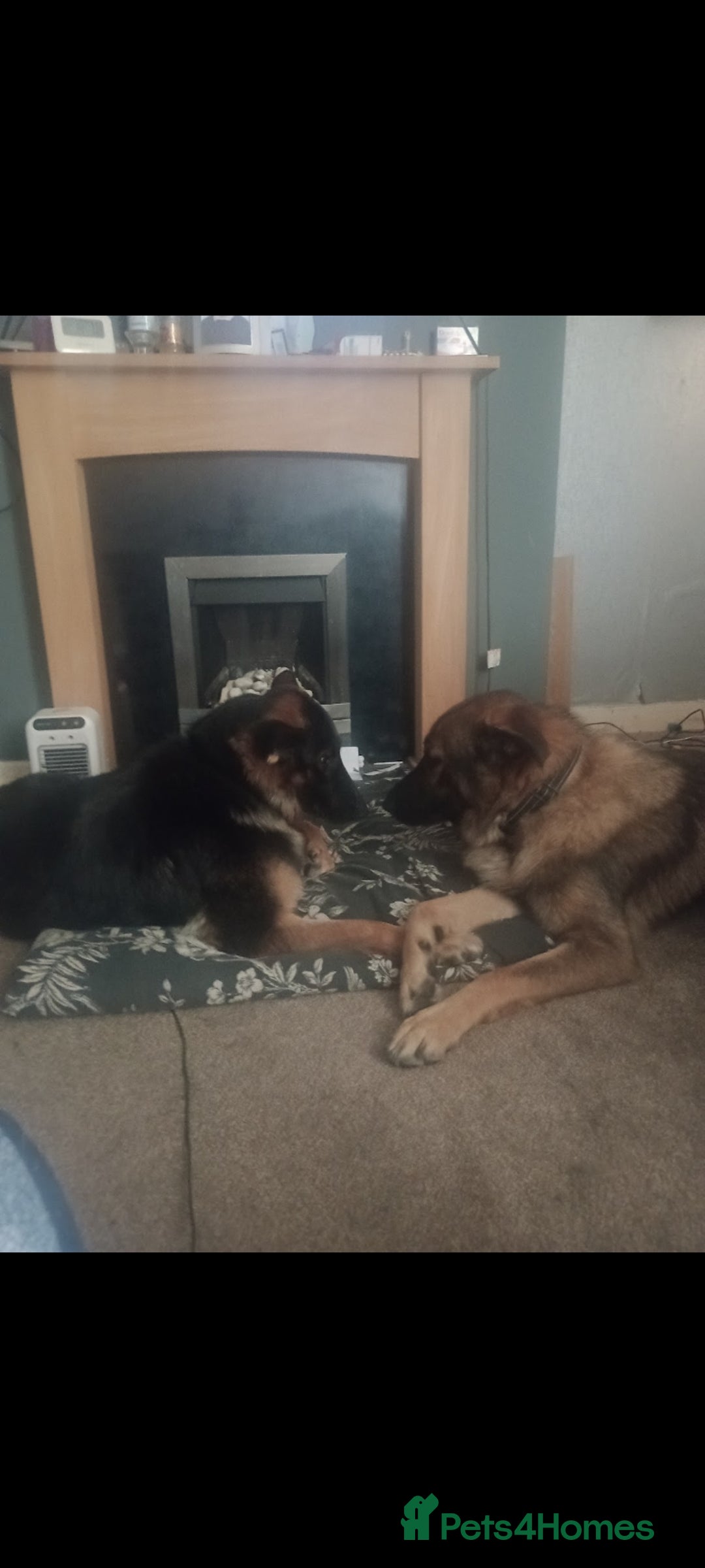German Shepherd dogs for sale: Nyla german shepherd  - Image 3