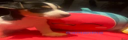 Jack Russell dogs for sale: Miniature Jack Russell  - Advert 19