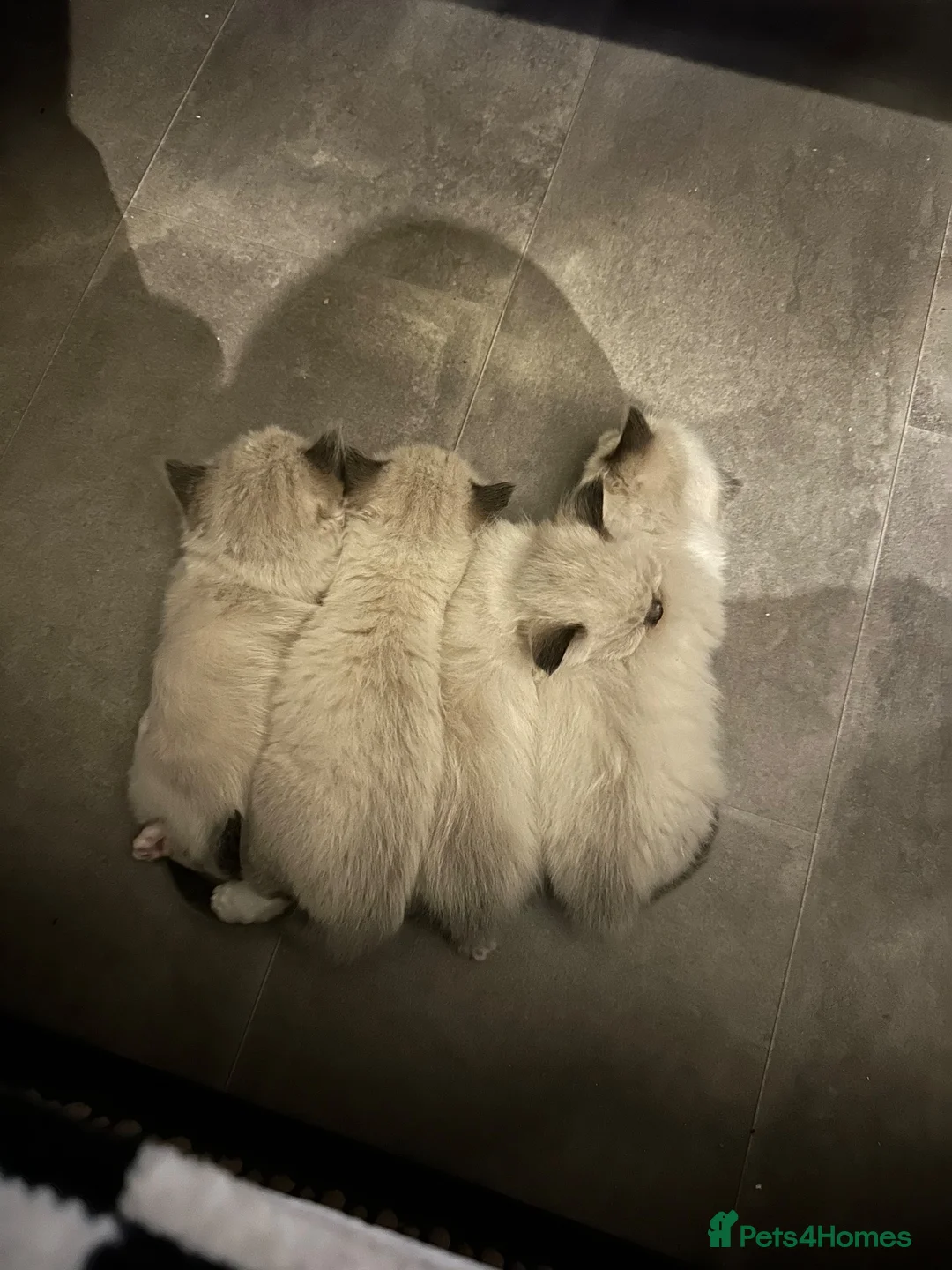 Ragdoll cats for sale: Purebred Ragdoll Kittens  - Advert 1