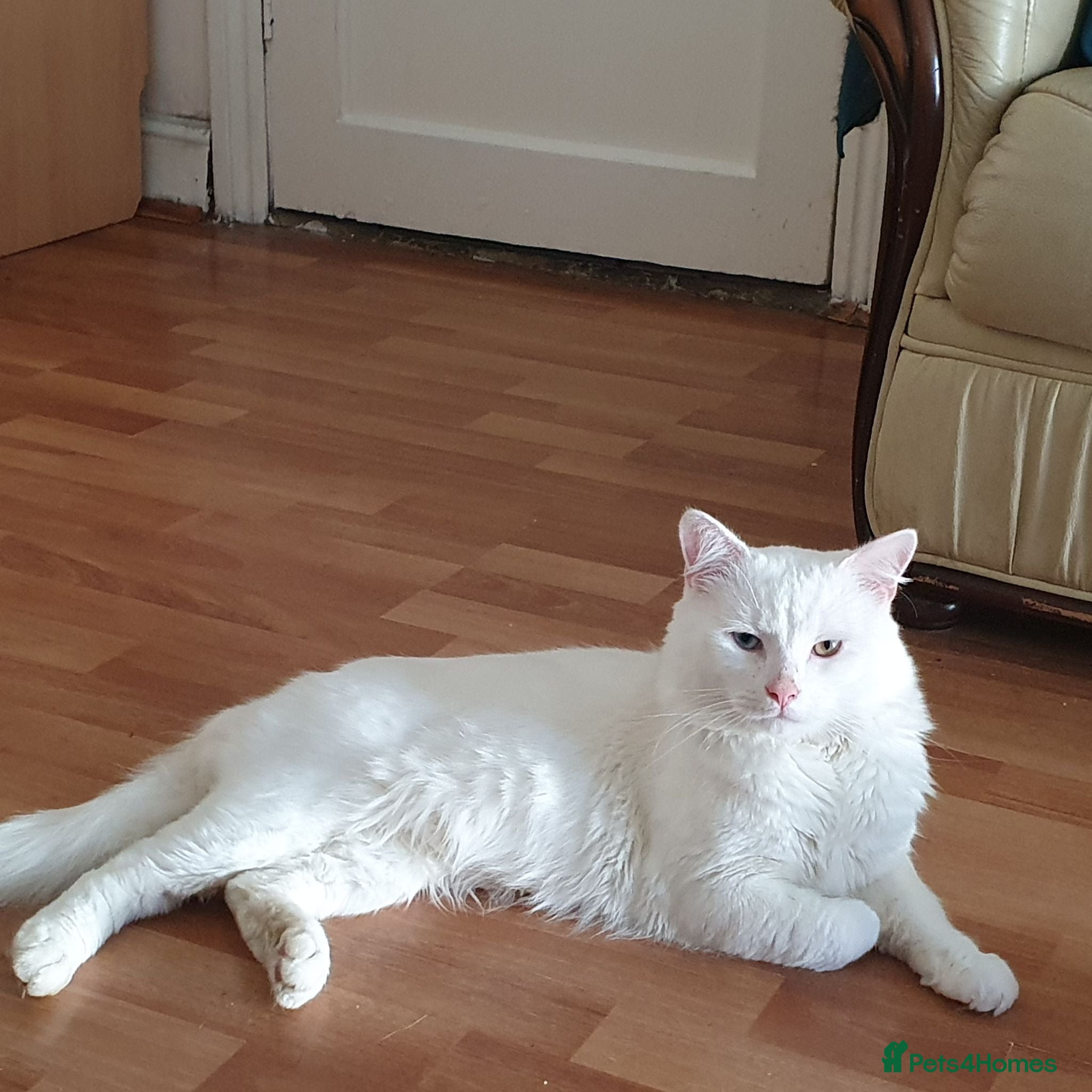 Turkish Angora cats Turkish angora pure white male kitten - Advert 1