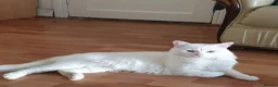 Turkish Angora cats for sale: Turkish angora pure white male kitten - Advert 1