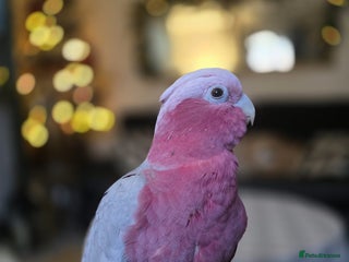 Parrots birds for sale - Advert 1