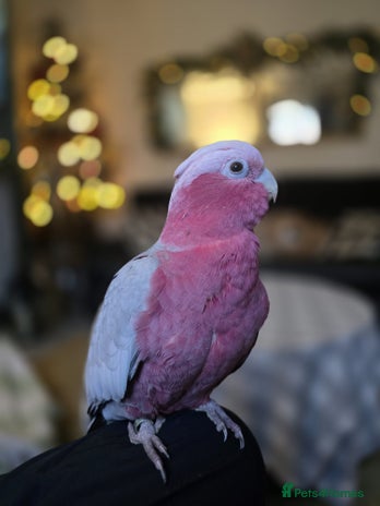 Parrots birds - Advert 1