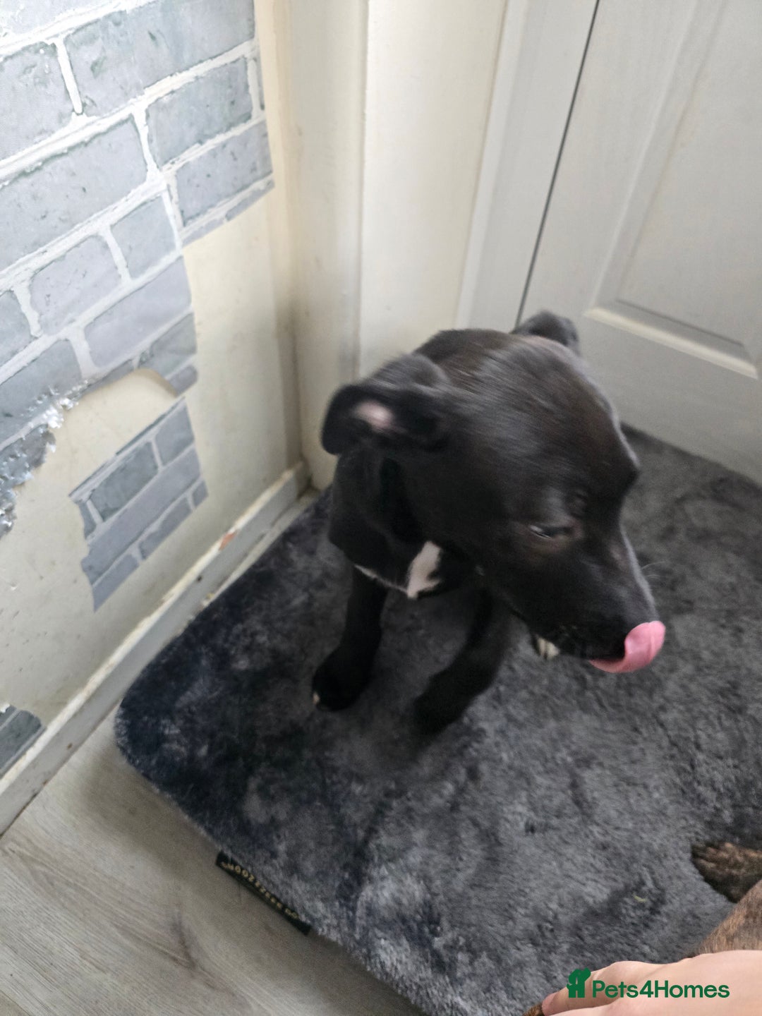 Mixed Breed dogs for sale: 16 week old staff crossed with border collie - Advert 2