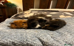 Guinea Pig rodents for sale: 3x males  - Image 1