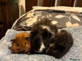 Guinea Pig rodents - Advert 1