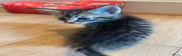 Mixed Breed cats for sale: 7 kitten  in Sheerness - Advert 9