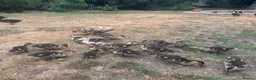 Ducks poultry for sale: Muscovy Ducks for sale - Male & Female - Advert 30